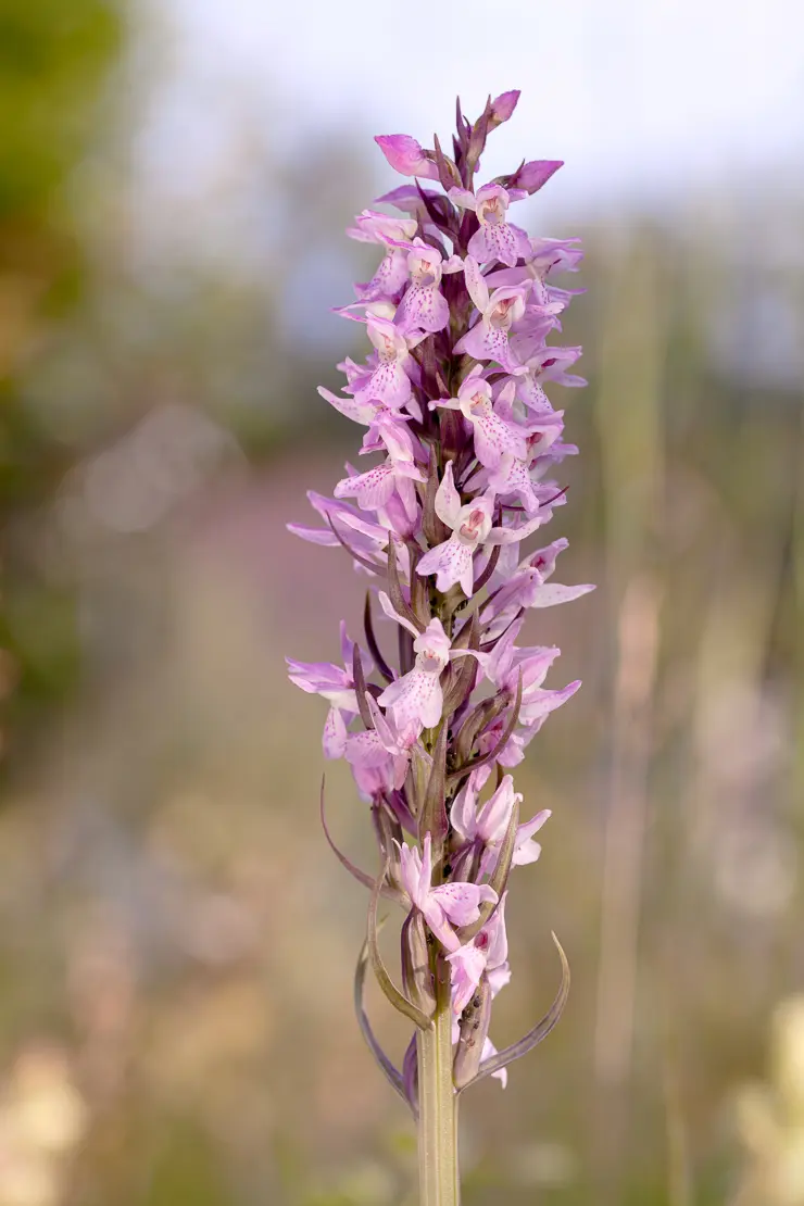 Fuchs' Geflecktes Knabenkraut (Dactylorhiza fuchsii)